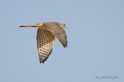 Levant Sparrowhawk (Accipiter brevipes)