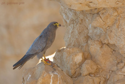 Sooty Falcon (Falco concolor)