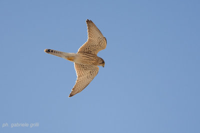 Kestrel (Falco tinnunculus)