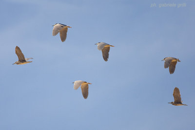 Night Heron (Nycticorax nycticorax)