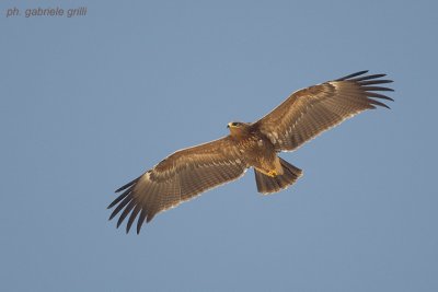 g1/94/741294/3/105347879.oxRbelno.jpg