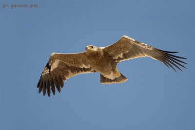 Steppe Eagle (Aquila nipalensis)