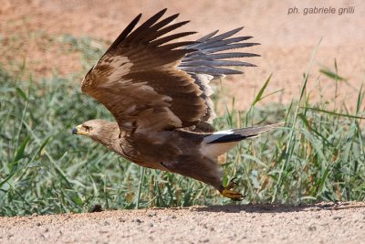 Steppe Eagle (Aquila nipalensis)