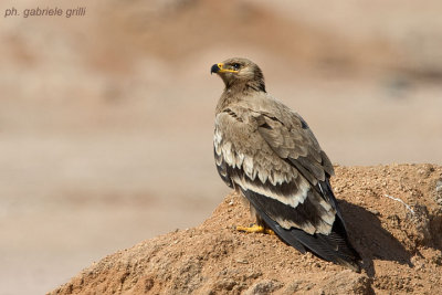 Steppe Eagle (Aquila nipalensis)