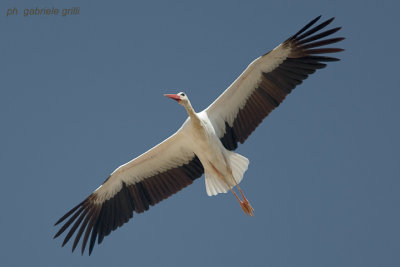 White Stork (Ciconia ciconia)