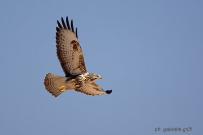 Steppe Buzzard (Buteo buteo vulpinus)