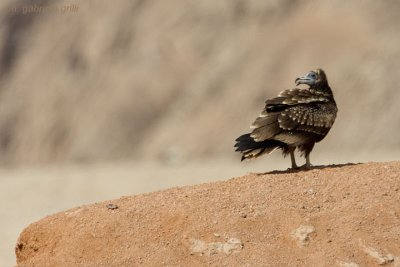 Egyptian vulture (Neophron percnopterus)