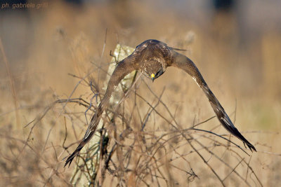 Common Buzzard (Buteo buteo)