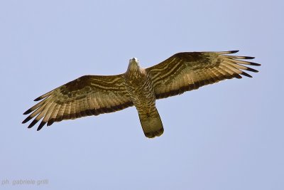 Honey Buzzard (Pernis apivorus)