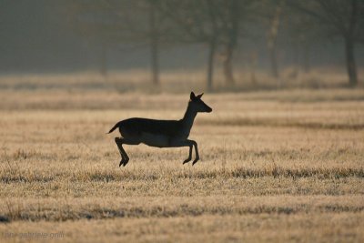 Fallow - deer (Cervus dama)