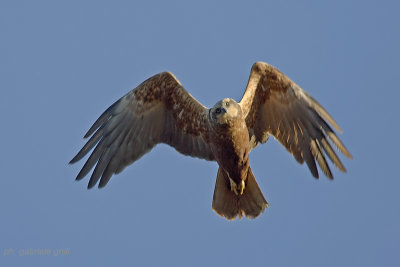 Marsh Harrier (Circus aeruginosus)