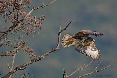 Common Buzzard ( Buteo buteo )