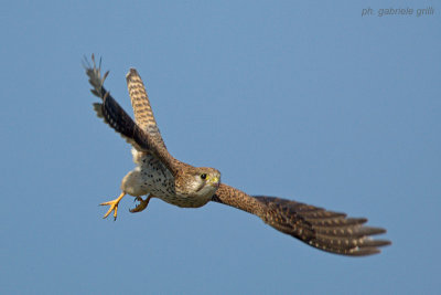 Kestrel (Falco tinnunculus)