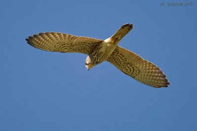 Kestrel (Falco tinnunculus)