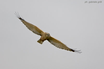 Marsh Harrier (Circus aeruginosus)