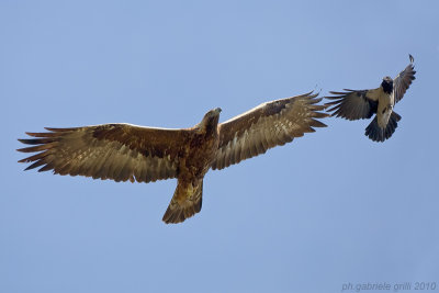 Golden Eagle ( Aquila chrysaetos )