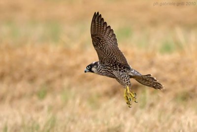 Peregrine Falcon (Falco peregrinus)