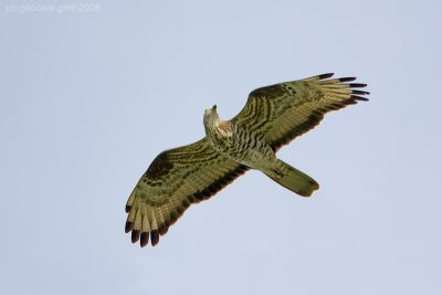 Honey Buzzard (Pernis apivorus)