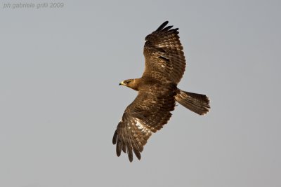 Honey Buzzard (Pernis apivorus)