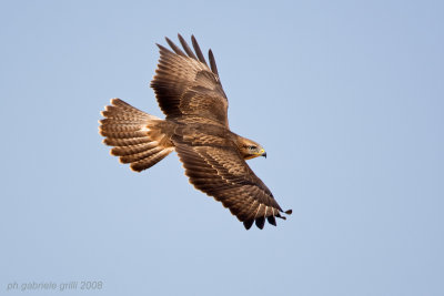 Steppe Buzzard (Buteo buteo vulpinus)
