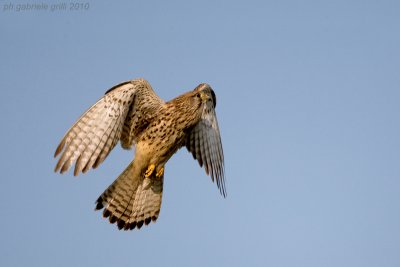 Kestrel (Falco tinnunculus)