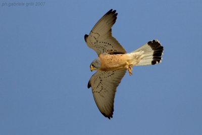 Lesser Kestrel (Falco naumanni)