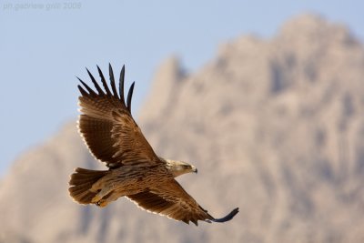 Eastern Imperial Eagle (Aquila heliaca)