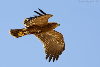 Lesser Spotted Eagle (Aquila pomarina)