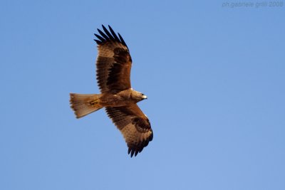 Booted Eagle (Aquila pennata)