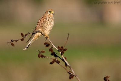 Kestrel (Falco tinnunculus)