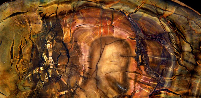 Petrified Wood