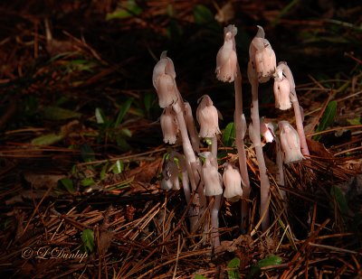 246.2 - Indian Pipes 1