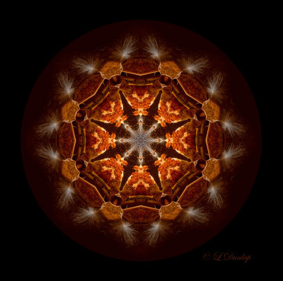 145 - Milkweed Kaleidoscope 1