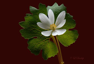 Bloodroot On Red