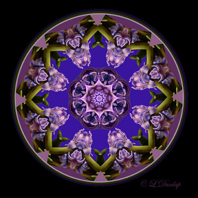 41 Hyacinth Kaleidoscope, Full Circle
