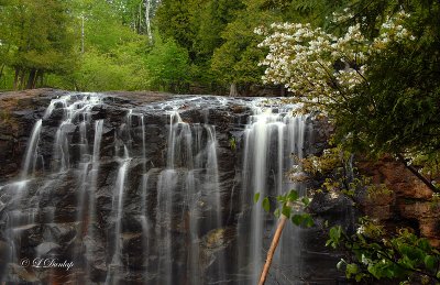 22.2 - Gooseberry: Lower Falls With Spring Blossoms