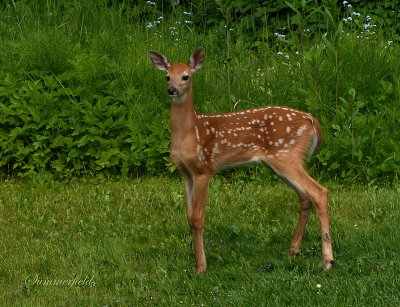 Fawn