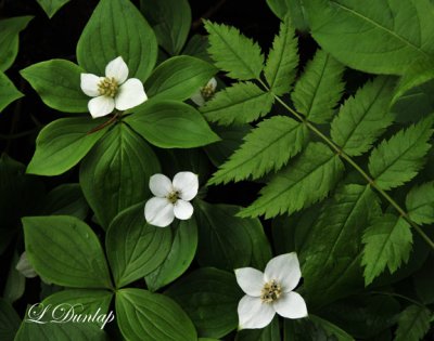 223.7 - Canadian Dogwood: Three Blossoms