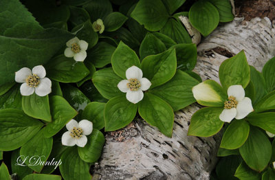 223.8 - Canadian Dogwood Blossoms On Birch