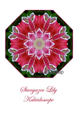 8 - Stargazer Lily Kaleidoscope Card