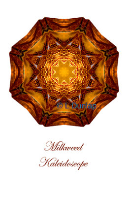 17 - Milkweed Kaleidoscope Card