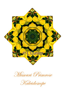 3 - Missouri Primrose Kaleidoscope Card