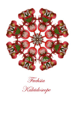 37 - Fuchsia Kaleidoscope Card