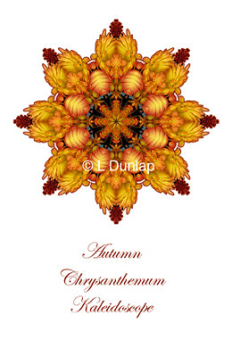 43 - Autumn Chrysanthemum Kaleidoscope Card