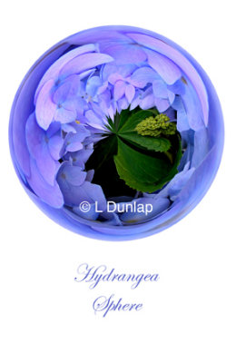 62 - Hydrangea Sphere Card