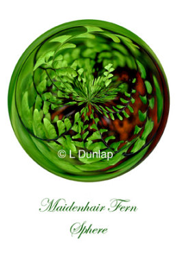 64 - Maidenhair Fern Sphere Card