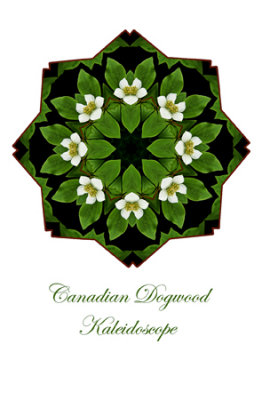 73 - Canadian Dogwood Kaleidoscope Card