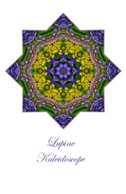75 - Lupine Kaleidoscope Card
