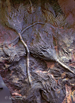 Crinoid Fossils:  Sea Lilies