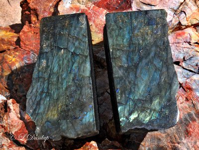 Labradorite On Petrified Wood